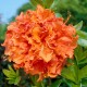 Rhododendron Gibraltar C3